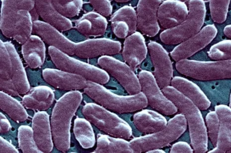 Louisiana Reports Five Fatalities from Flesh-Eating Bacteria in Gulf Seawater